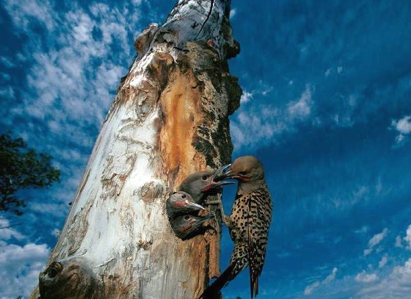 Лучшие фото National Geographic 