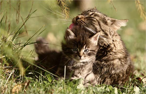 Понедельничные коты