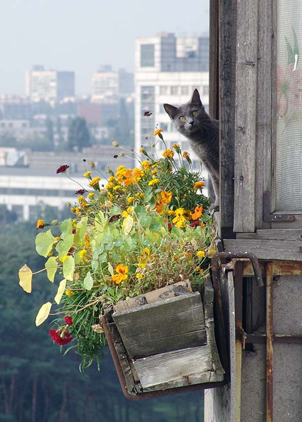 Понедельничные коты