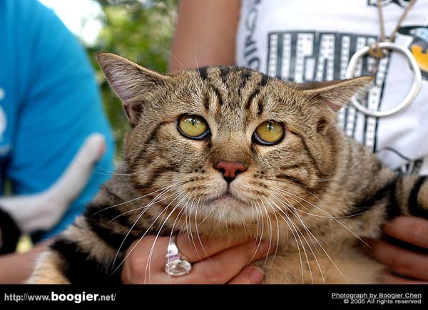 Понедельничные коты