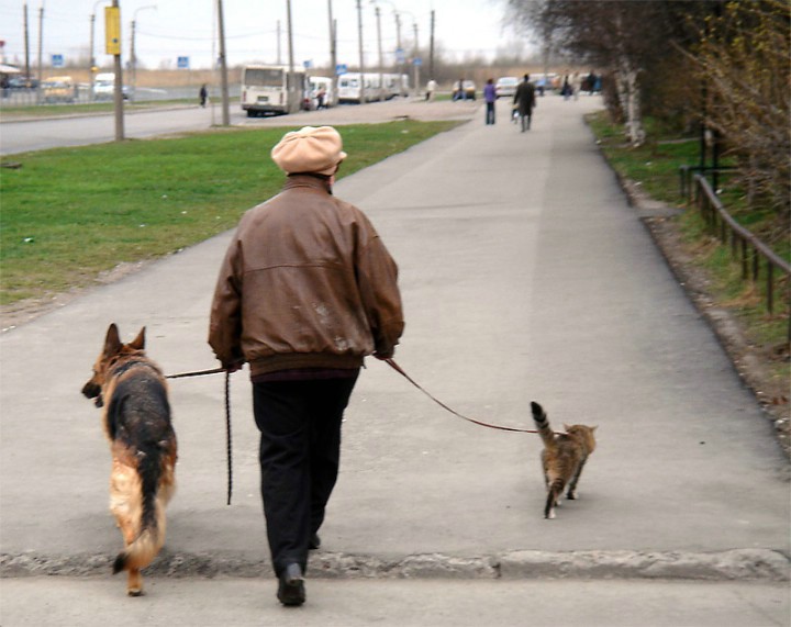 Коты и собаки ....