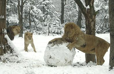 Зверушки разные