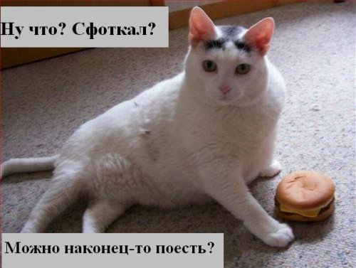 В мире котов