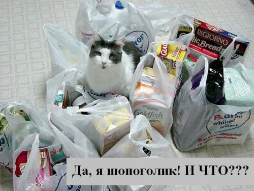 В мире котов