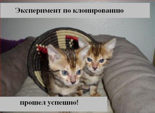 В мире котов