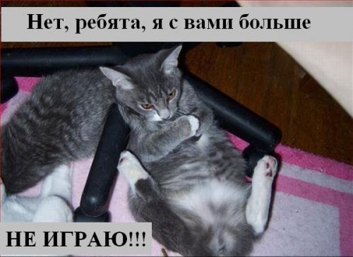 В мире котов