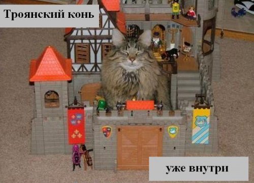 В мире котов