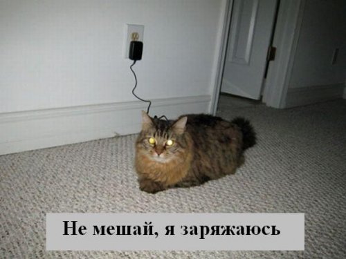 В мире котов