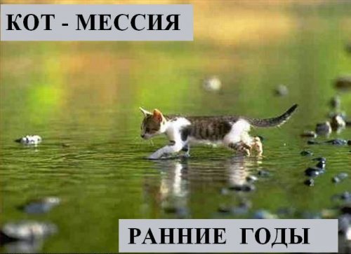 В мире котов