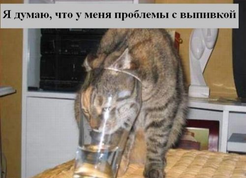 В мире котов