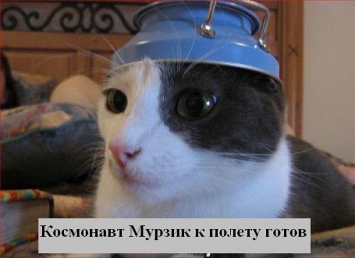 В мире котов