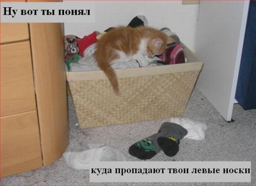 В мире котов