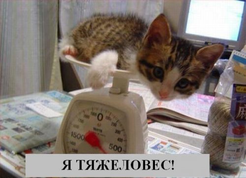 В мире котов