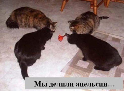 В мире котов