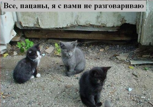 В мире котов