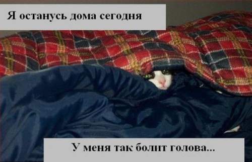 В мире котов