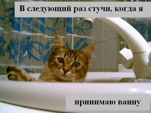 В мире котов