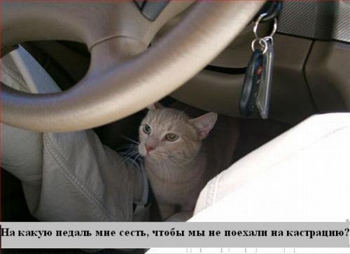 В мире котов