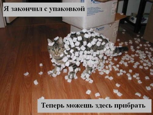 В мире котов