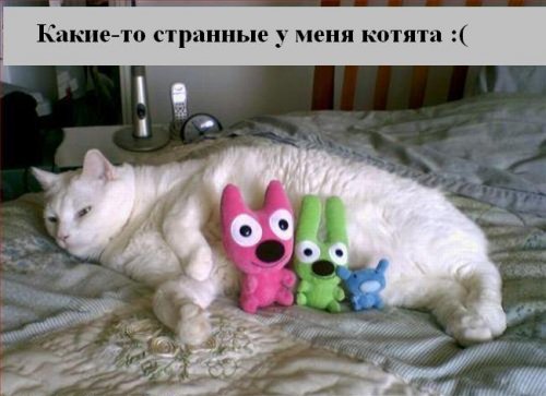 В мире котов