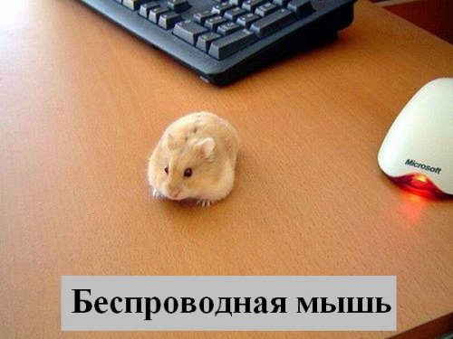 В мире котов