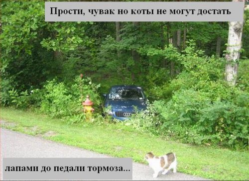 В мире котов