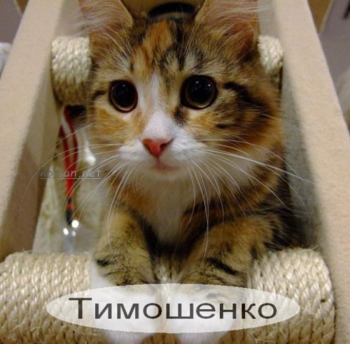 Кото-политики.