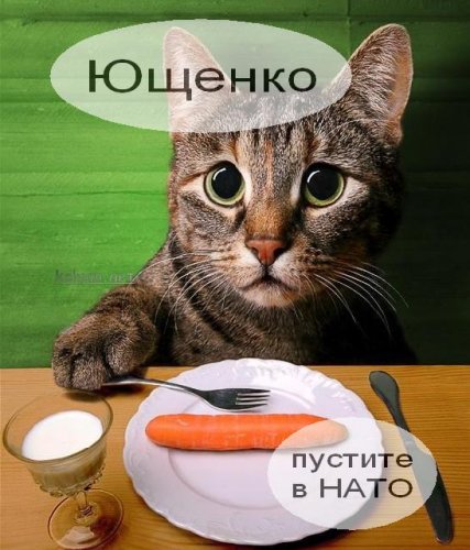 Кото-политики.