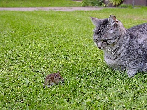 Кошки и мышки :)) Мило...