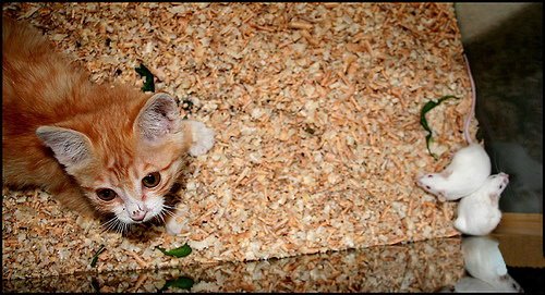 Кошки и мышки :)) Мило...