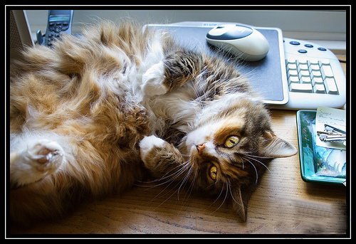 Кошки и мышки :)) Мило...