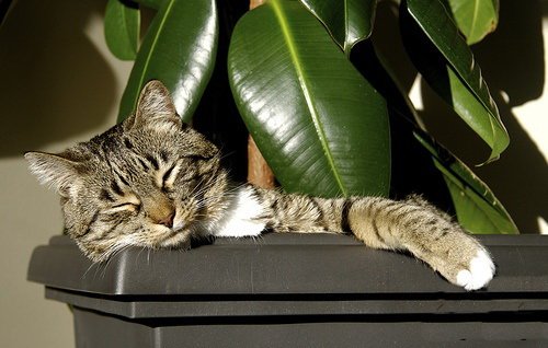 Кошки и мышки :)) Мило...