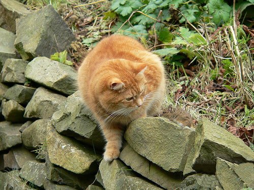 Кошки и мышки :)) Мило...