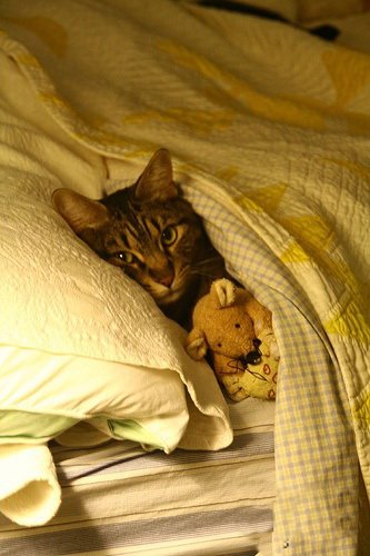 Кошки и мышки :)) Мило...