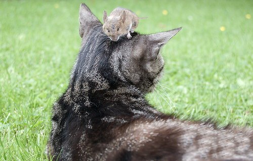 Кошки и мышки :)) Мило...