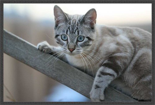 Кошки и мышки :)) Мило...