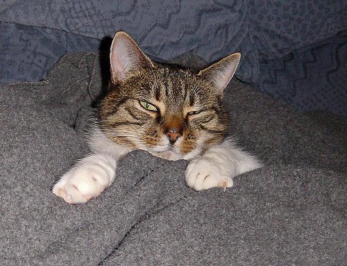 Кошки и мышки :)) Мило...