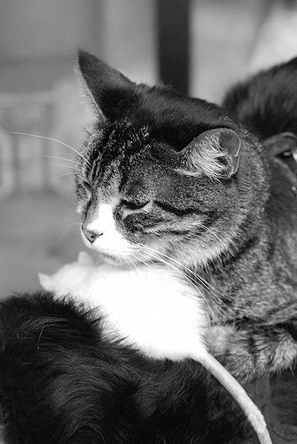 Кошки и мышки :)) Мило...