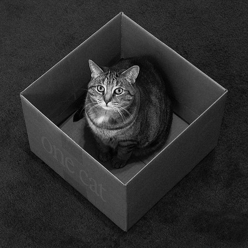 Кошки и мышки :)) Мило...