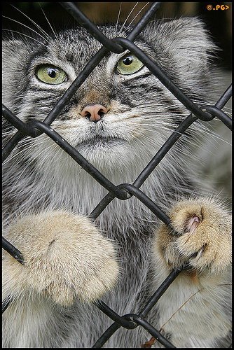 Кошки и мышки :)) Мило...