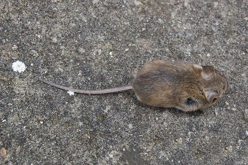 Кошки и мышки :)) Мило...