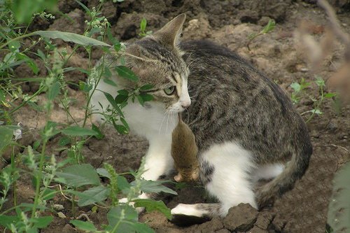Кошки и мышки :)) Мило...