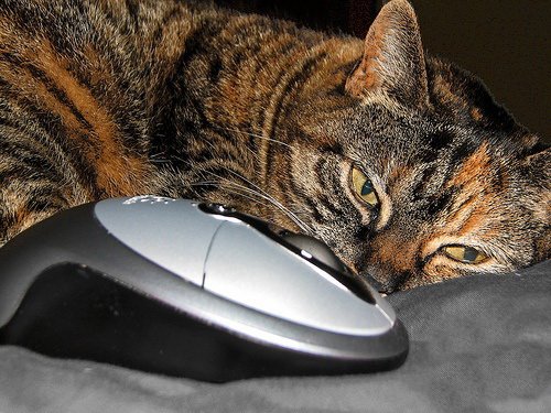 Кошки и мышки :)) Мило...