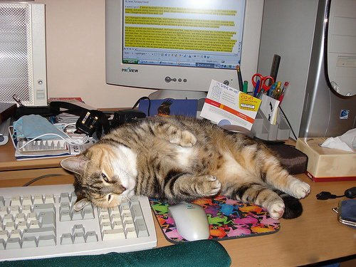 Кошки и мышки :)) Мило...