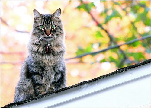 Кошки и мышки :)) Мило...