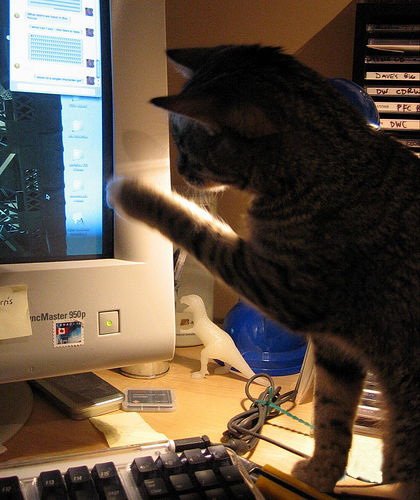 Кошки и мышки :)) Мило...