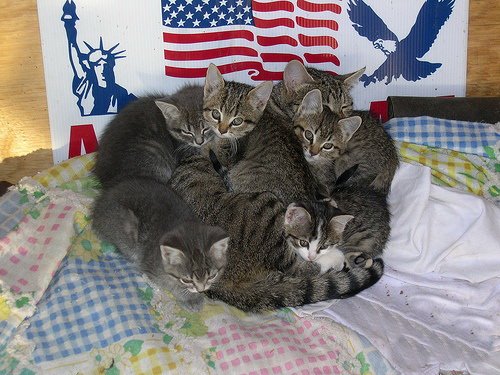 Кошки и мышки :)) Мило...