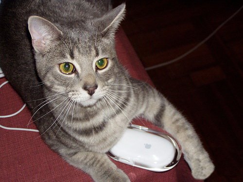 Кошки и мышки :)) Мило...