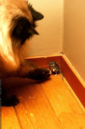 Кошки и мышки :)) Мило...