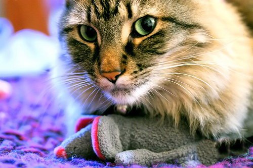 Кошки и мышки :)) Мило...